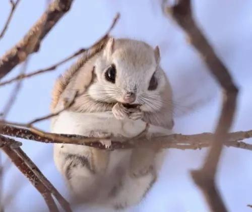 寒号鸟是种什么动物（寒号鸟是鼠类还是鸟类讲解）