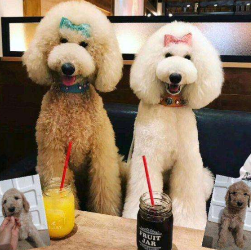 巨型贵宾犬价格（正宗贵宾犬几种图片欣赏）