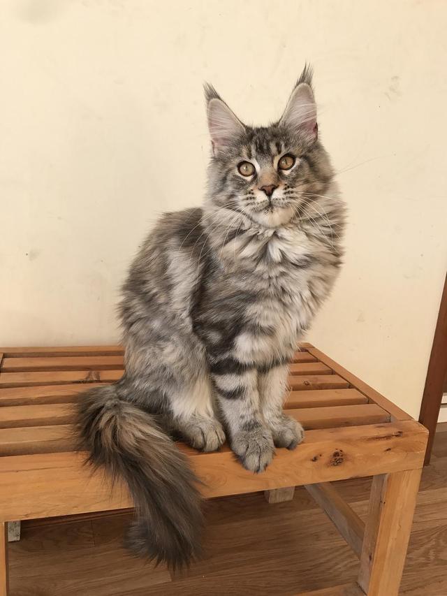 什么猫最贵(什么猫最贵最值钱排名)