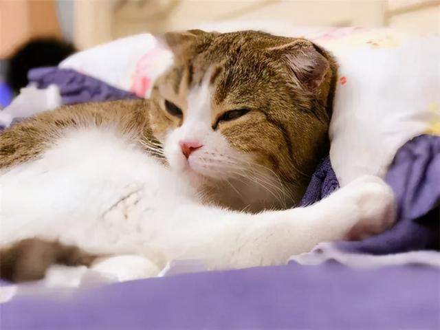 猫一个人在家会抑郁吗(猫一个人在家会无聊吗)