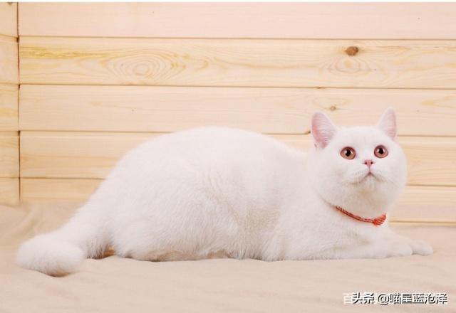 宠物长毛蓝猫多少钱一只啊（蓝猫短毛贵还是长毛贵含价格表）