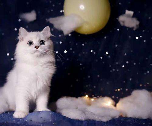 这7种猫简直是“掉毛王者”，都能织件毛衣了