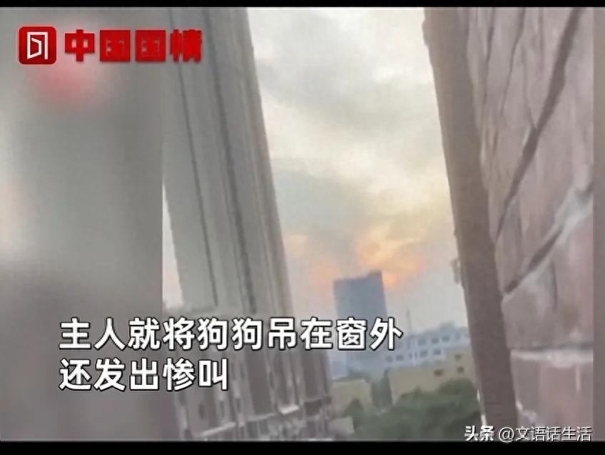 狗为何发出凄惨的叫声（附：狗被主人倒挂高楼外叫声响彻整个小区）