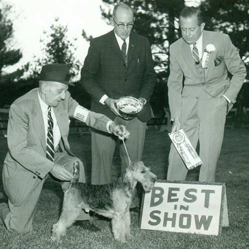 一只威尔士梗多少钱（教你辨别威尔士梗和万能梗的区别）