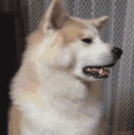 中型犬适合家养的狗及图片（家庭养什么狗狗品种好养又干净）