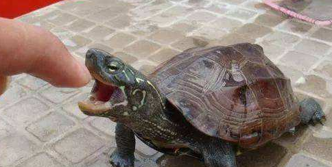 小龟不吃东西怎么办（不吃东西龟友们没有做到这几点）