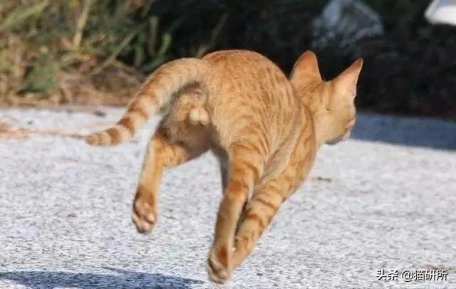 公猫隐睾可以活几年（猫咪隐睾手术最佳时间及预后和护理注意事项）