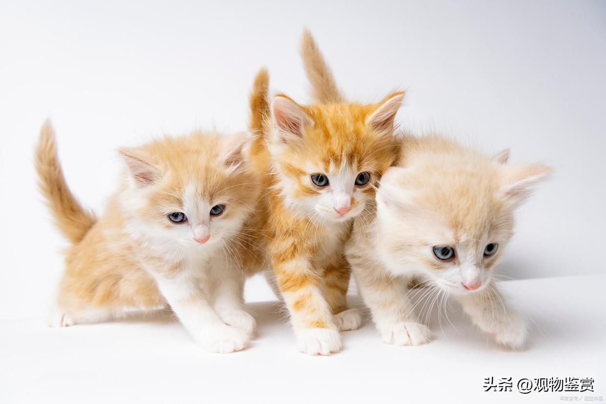 猫没断奶可以抱走吗（会不利于小猫的生长发育和健康）