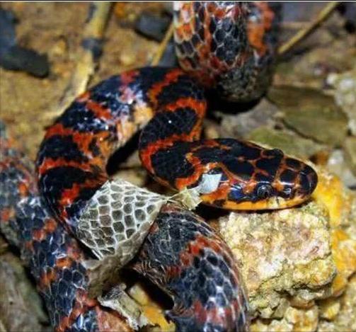 一圈黑色一圈红色的是什么蛇（ 详解：红黑相间的蛇有毒吗）