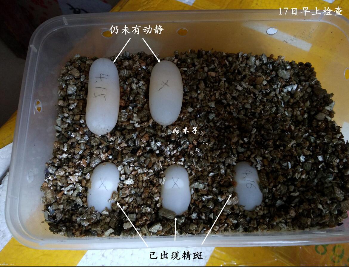 怎么知道乌龟怀孕了（乌龟怀孕后护理方法及注意事项）