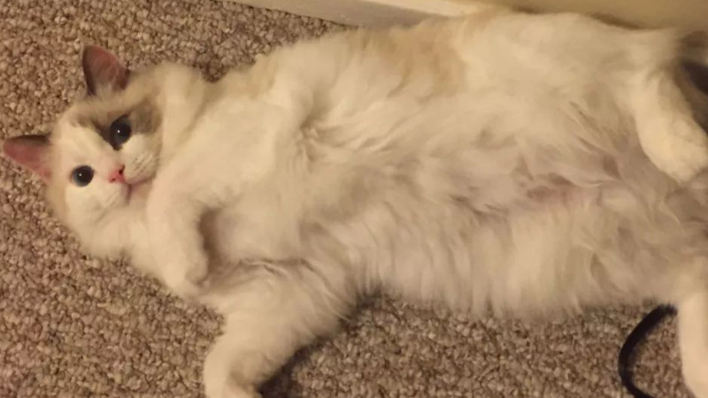 猫猫接种疫苗一共花多少钱啊