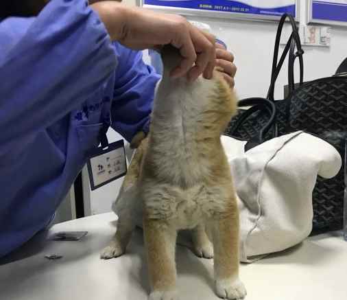 开宠物医院初始资产最低要多少