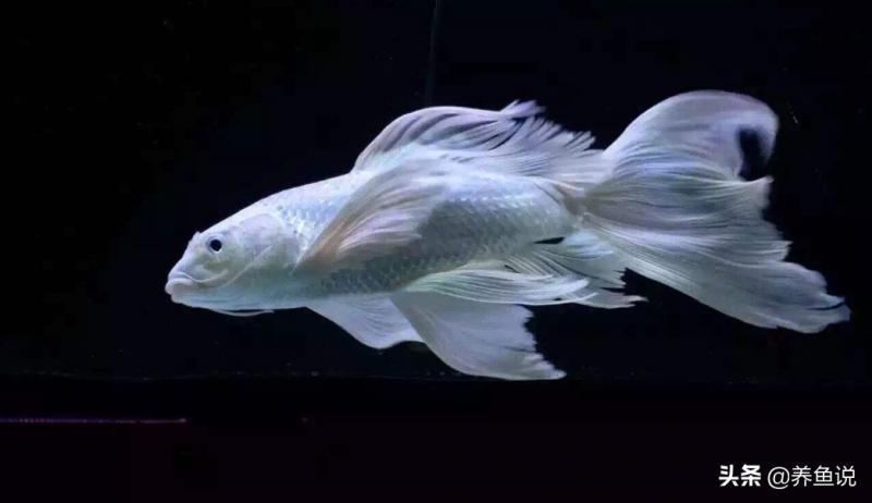 龙凤锦鲤和蝴蝶鲤区分（锦鲤26个品种）