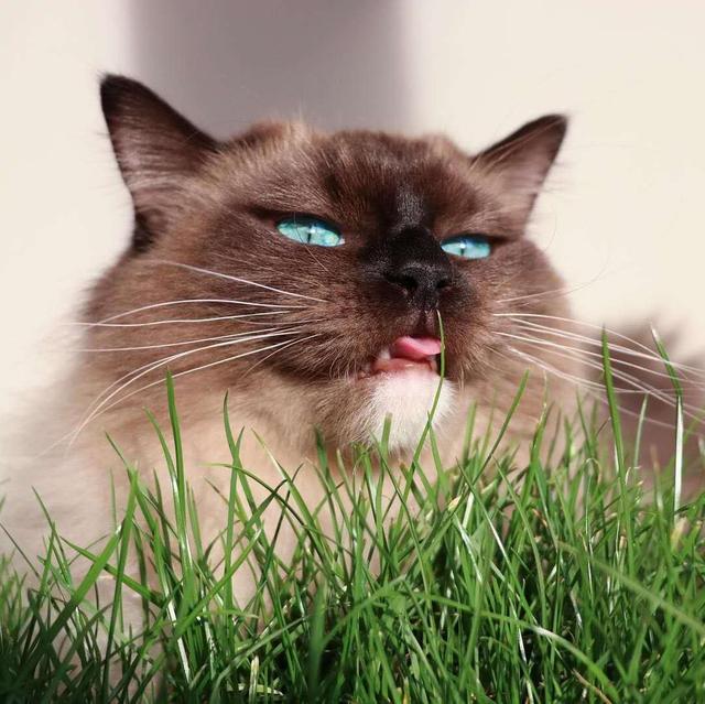 猫草多久吃一次效果比较好