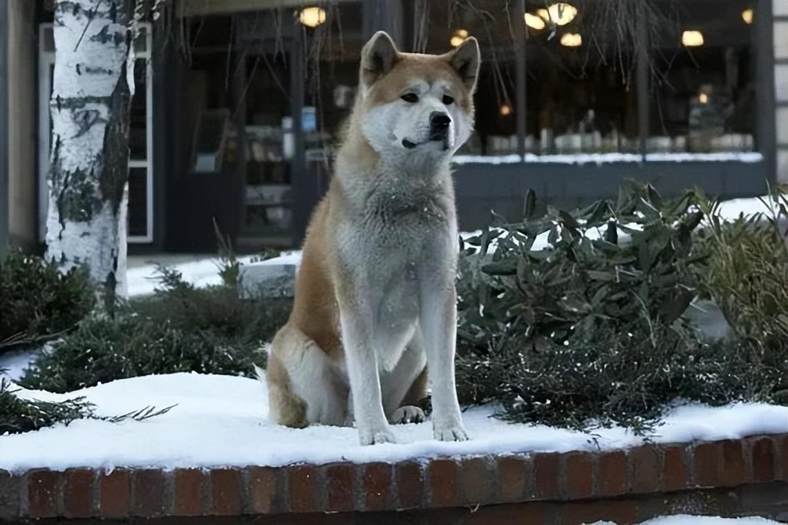 关于狗的电影排行榜前十名中国有哪些（狗狗电影排行榜前十名搞笑）