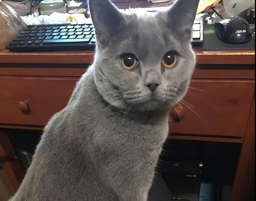 十个蓝猫九个脾气不好（蓝猫脾气是不是比其他猫凶有多凶）