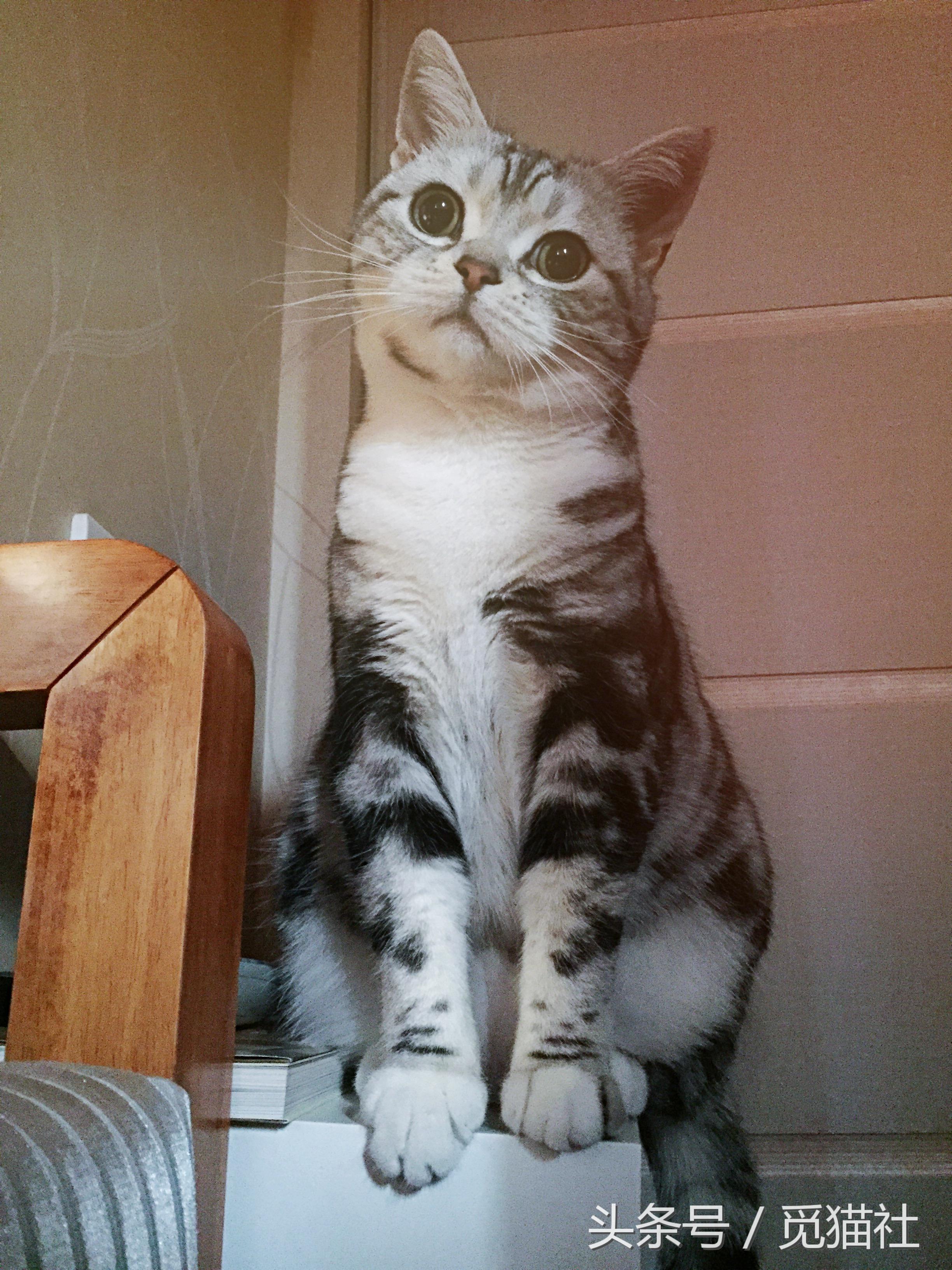 猫吃了一粒人的维生素b2会中毒吗