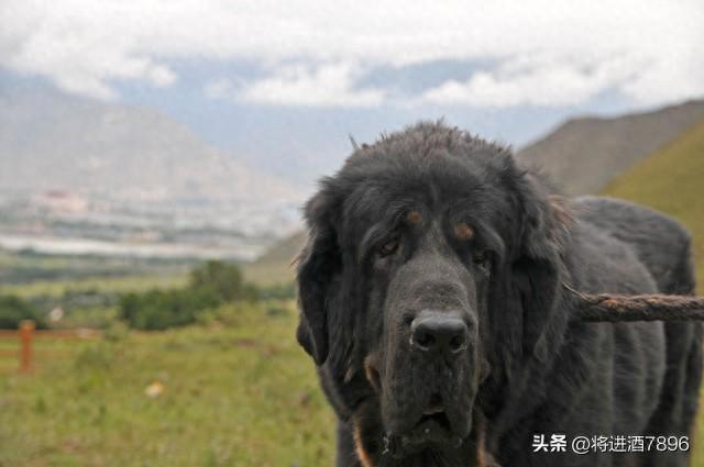 烈性犬是怎么分类的（烈性犬品种大全）