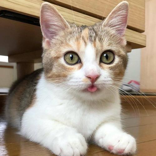 三花猫智商高吗