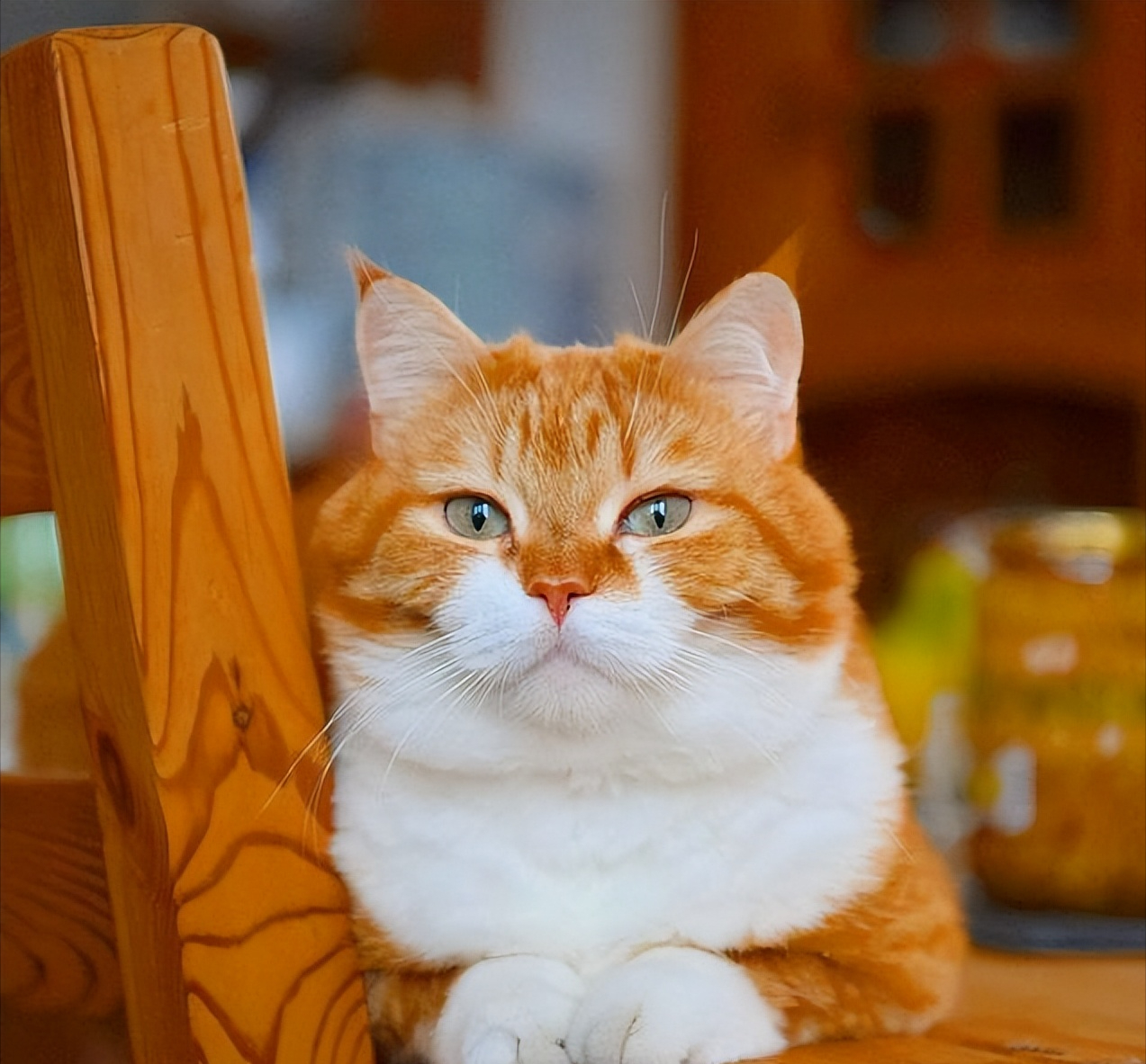 十大有名的中华田园猫（中华田园猫有几种）