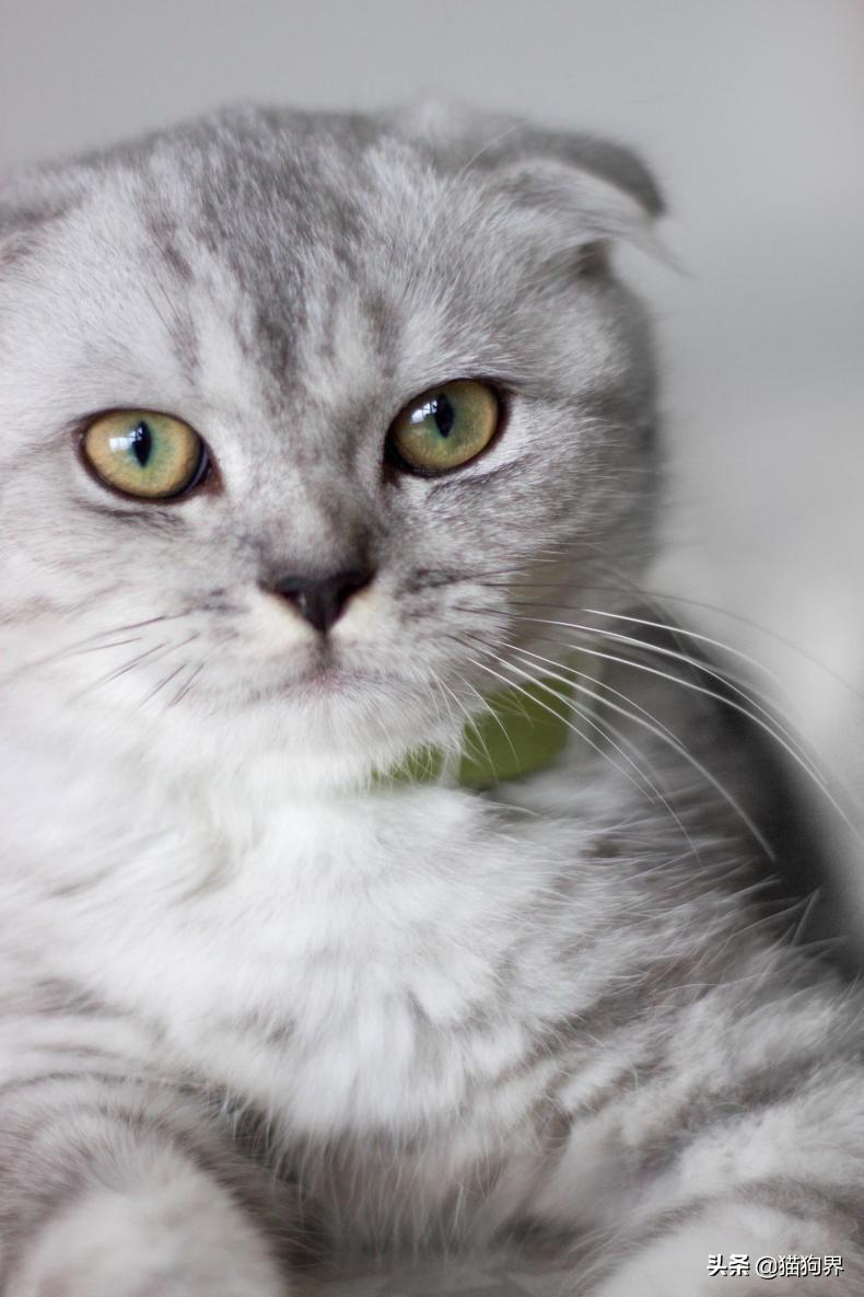 盘点猫的特点有哪些及性格（猫的资料详细介绍）