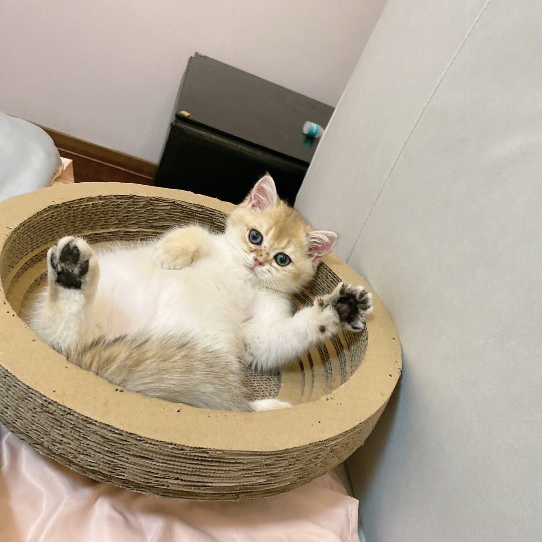 养金渐层猫的禁忌及图片（800块能买到正宗金渐层吗）