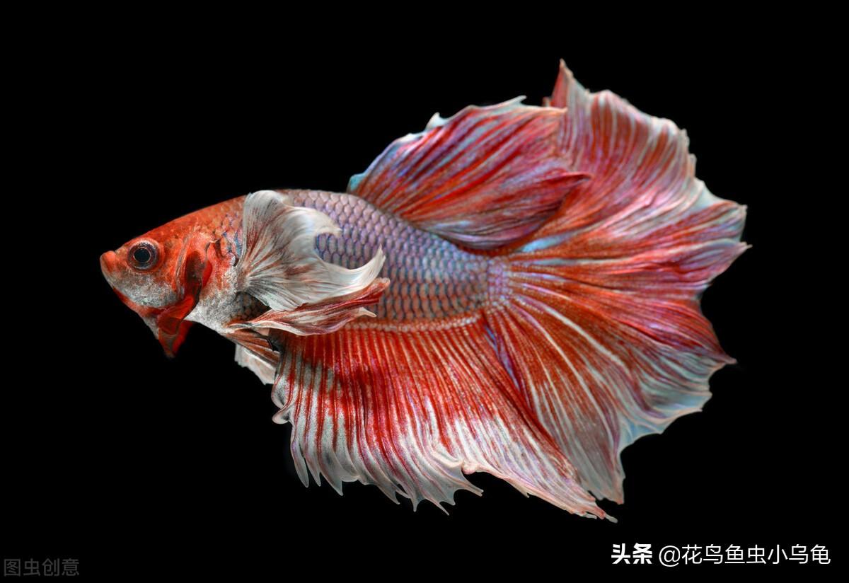 斗鱼怎么养才漂亮（详解：养斗鱼需要的技巧）