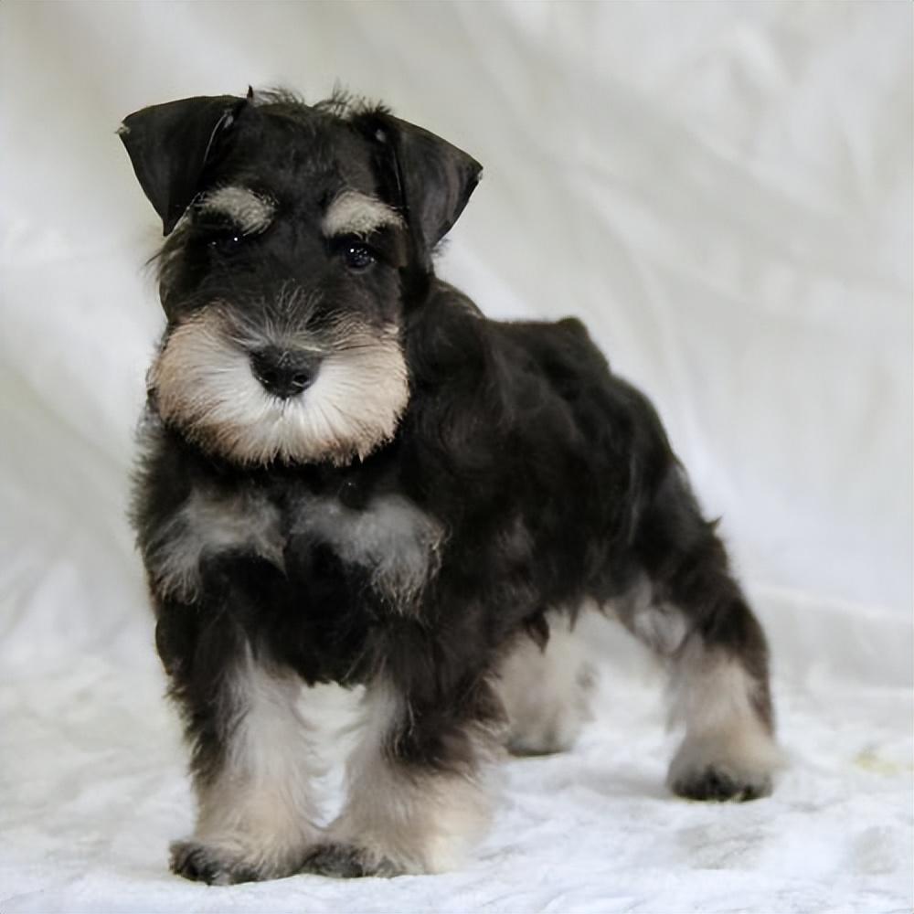 迷你雪纳瑞怎么养（详解新手养雪纳瑞的优点与缺点）