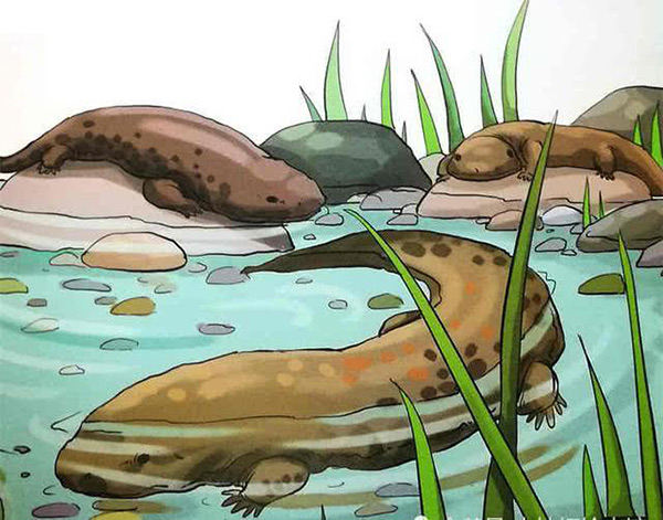 娃娃鱼有灵性不要吃（吃娃娃鱼犯法吗）