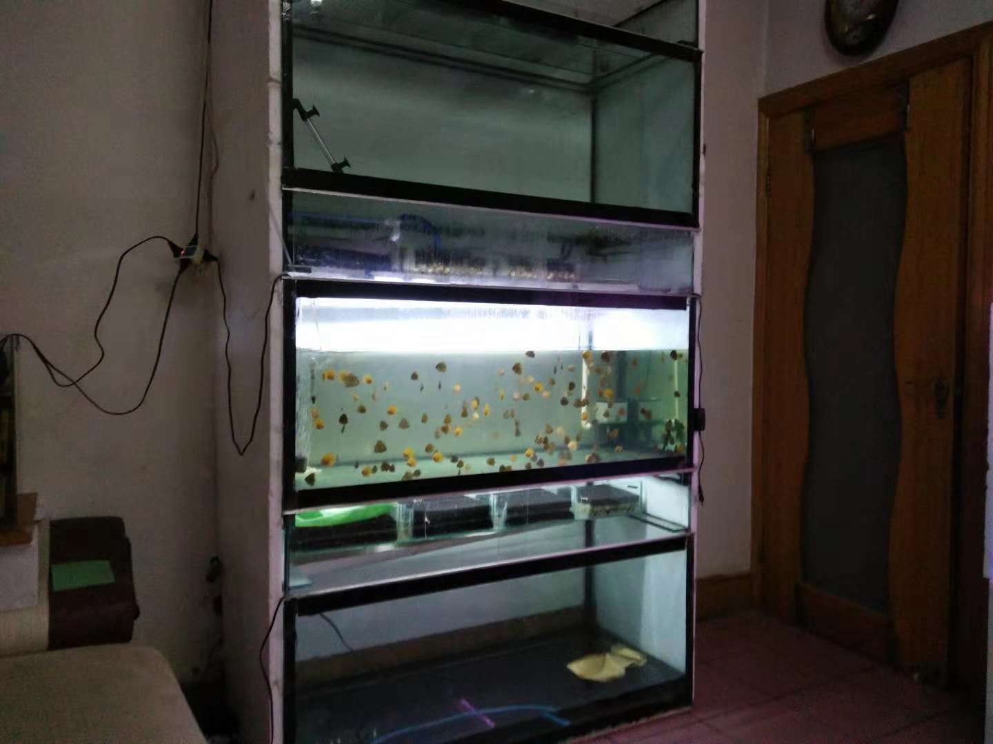 七彩为什么不建议养苗子（七彩鱼的养殖方法和注意事项）