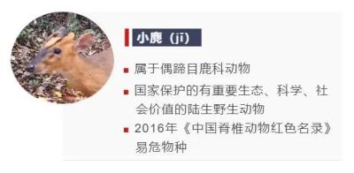 鸟的种类大全及名字拼音(这些动物的名字)