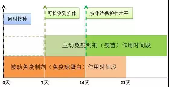 狗咬什么程度不用打针图片（注意：有两种情况不需要打疫苗）