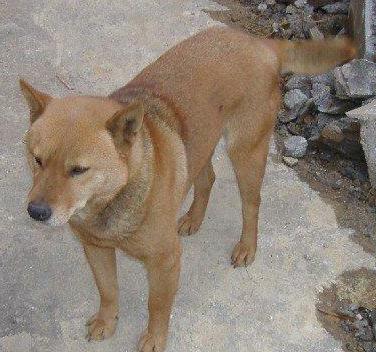 猎兔犬是任何犬种都行吗（附：训猎兔犬的总结）