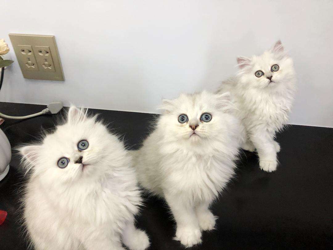 金吉拉猫难养吗（了解不养金吉拉猫的原因）