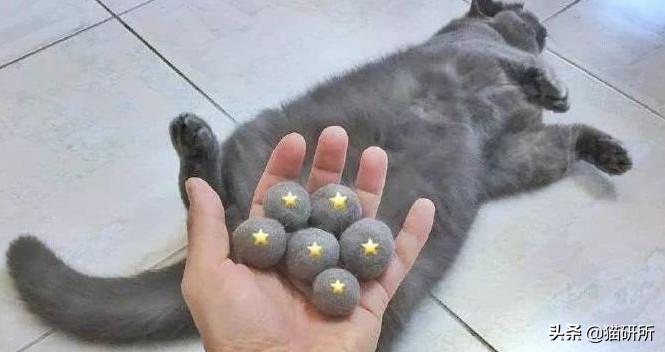 公猫隐睾可以活几年（猫咪隐睾手术最佳时间及预后和护理注意事项）