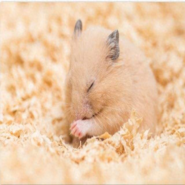 怎么救奄奄一息的仓鼠（注意：仓鼠进入会冬眠假死状态会一睡不起）