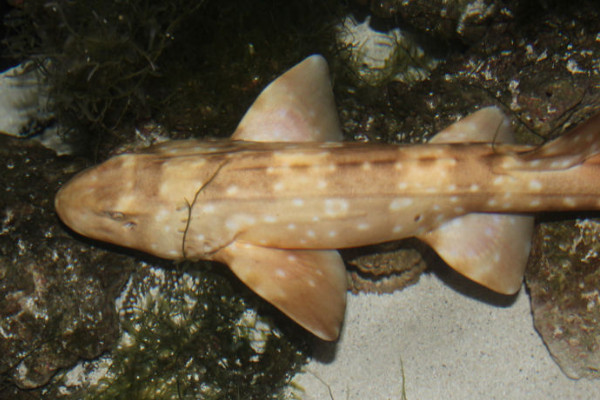 可以养的观赏鲨鱼有多少种（附：人工养殖的4种不同品种的鲨鱼）