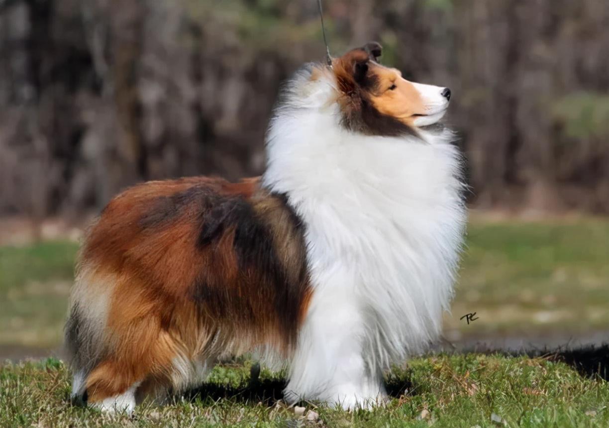 喜乐蒂为什么养的人少了（盘点不养喜乐蒂的5个理由）