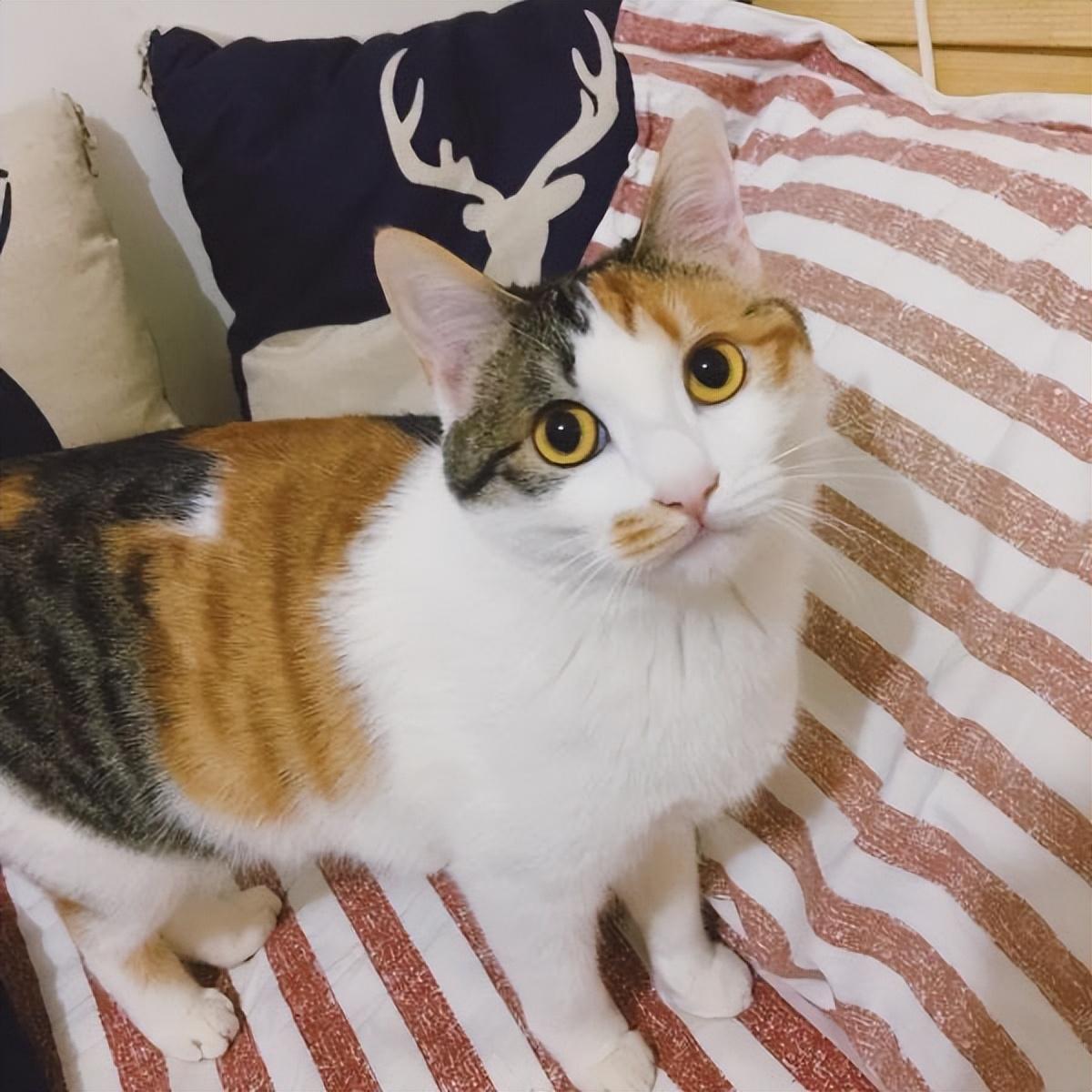 三花猫智商高吗（智商很高且通人性）