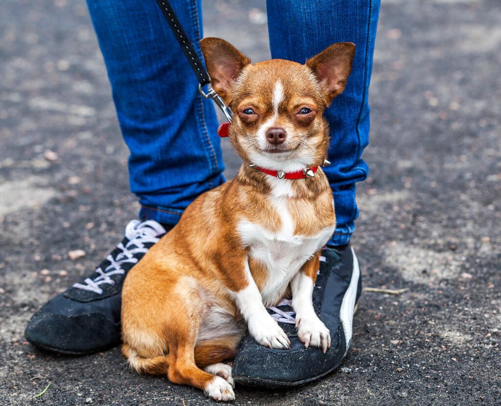 狗狗喜欢你的10种表现（让狗狗听话的最快方法你知道吗）