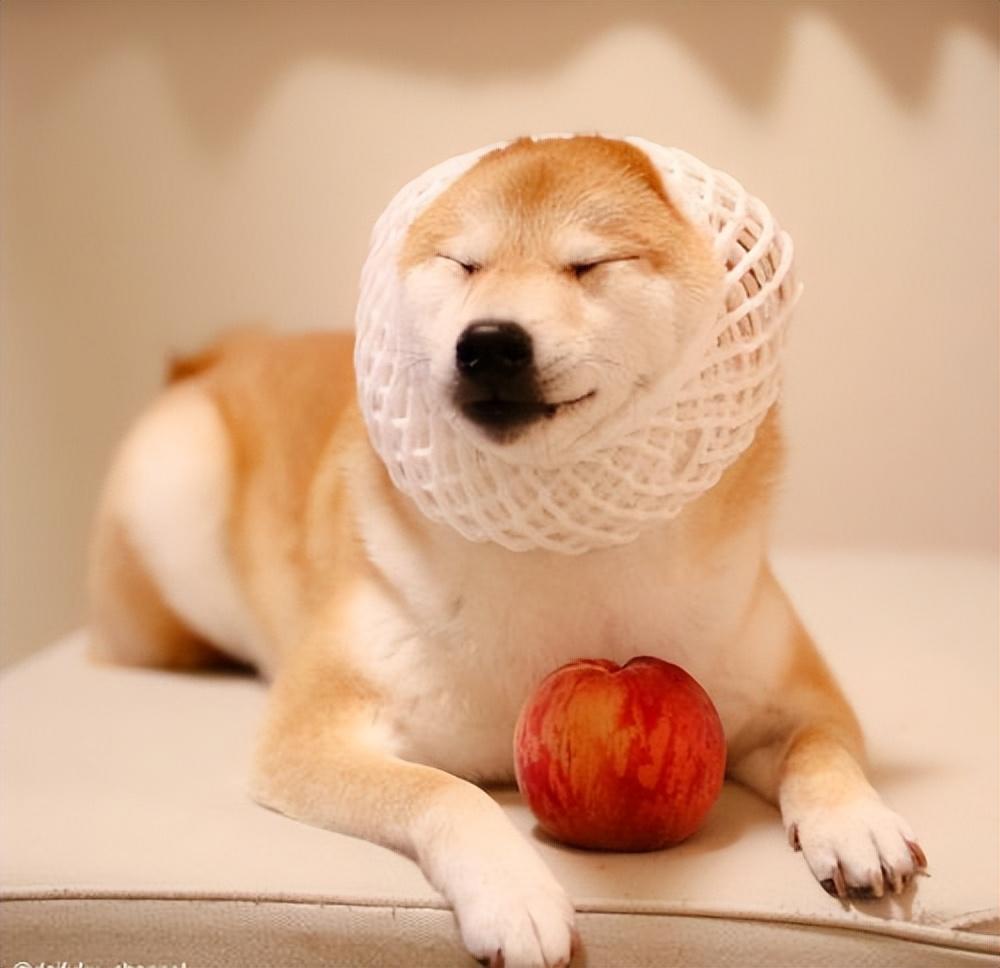 辨别正宗柴犬的6大特征（柴犬如何看品相）