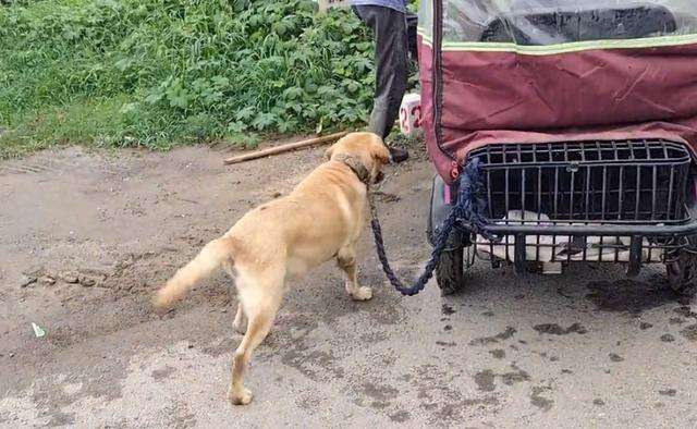 600块，拉布拉多易主，主人不让杀，路人：卖都卖了，管他杀不杀