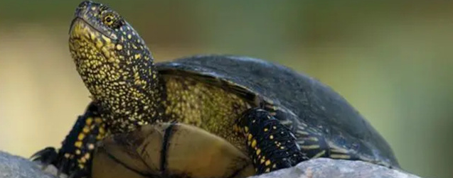 巴西龟开心的几个特征