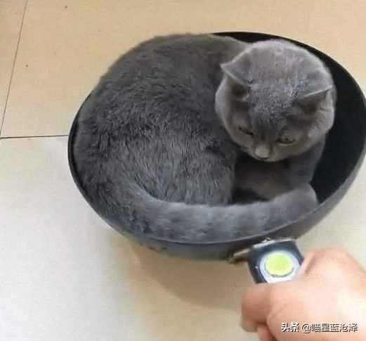 宠物长毛蓝猫多少钱一只啊（蓝猫短毛贵还是长毛贵含价格表）