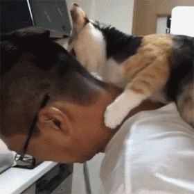 三花猫的优点和缺点(三花猫有什么特点好处)