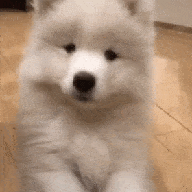 纯种萨摩犬的价格一览表（萨摩犬多少钱一只）