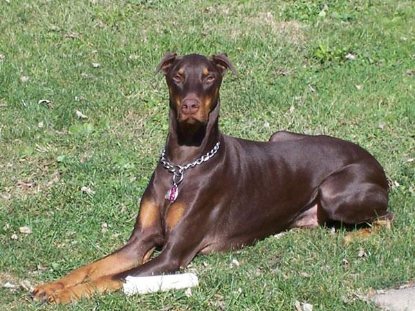 杜宾犬获得警犬的由来