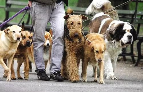 细犬价格多少钱一只（中华细狗的价格）