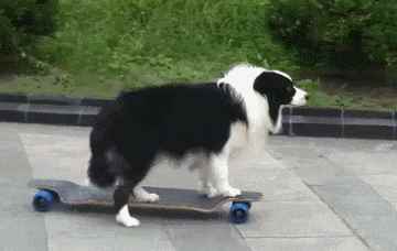 狗界智力排行名单前100名