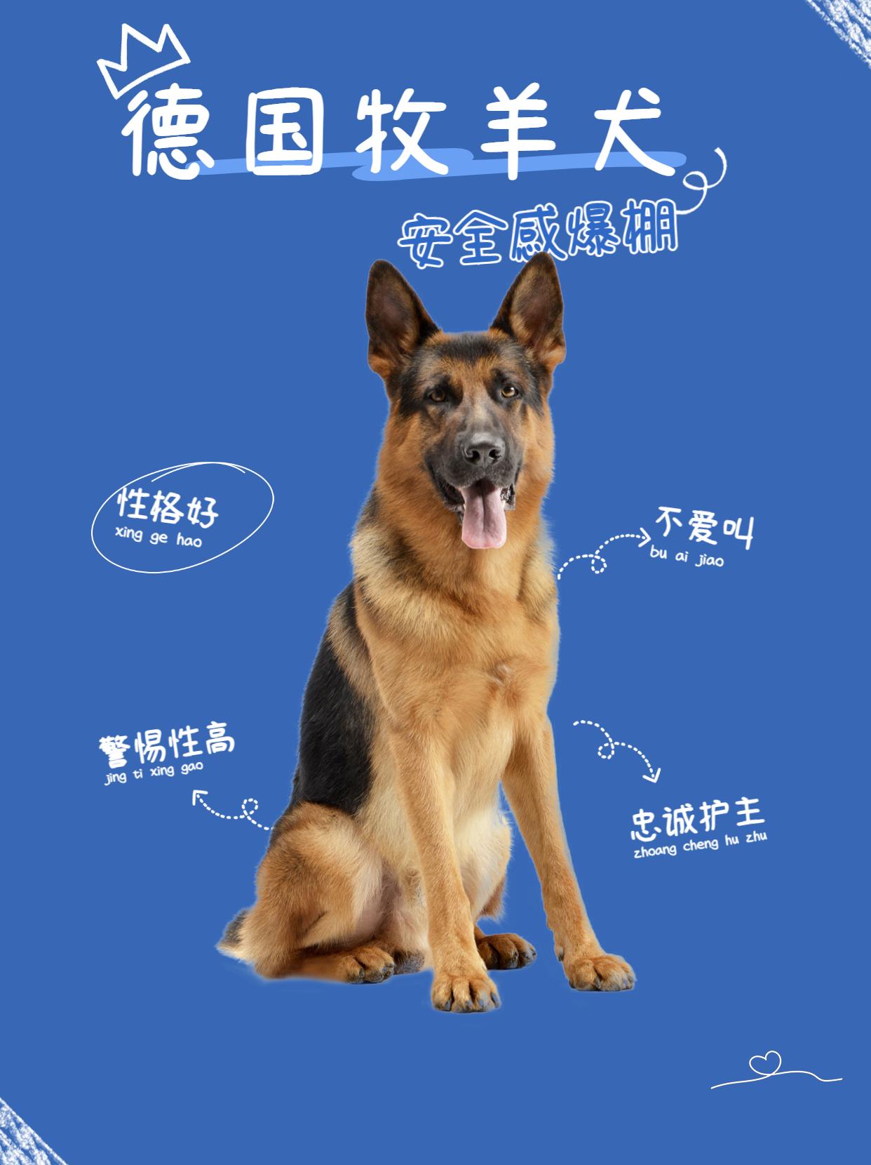 女生独居养什么狗防身（适合女生养的大型犬）